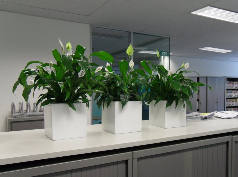 Как подобрать растение под настроение в офисе